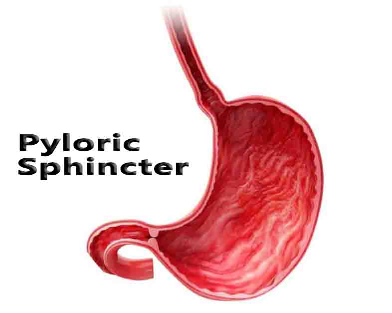 Pyloric Sphincter